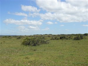 554 ha Farm in Alexandria