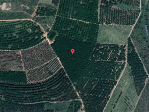 2 ha Farm in White River