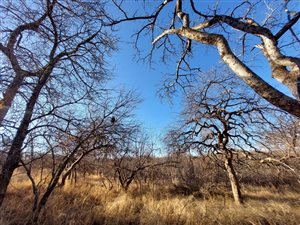 2629 m² Land available in Hoedspruit