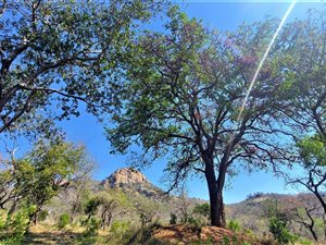158 ha Farm in Nelspruit