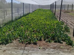 26 ha Farm in Cape Farms