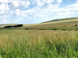 992 ha Farm in Harrismith