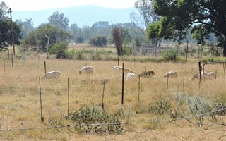 9 ha Smallholding in Groot Marico