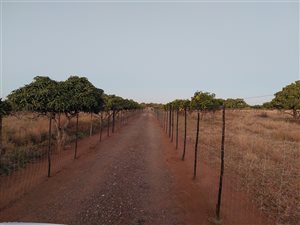 21 ha Farm in Makhado (Louis Trichardt)