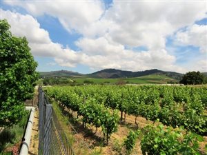 4 ha Farm in Stellenbosch Central