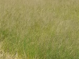 1 ha Land available in Bloemfontein