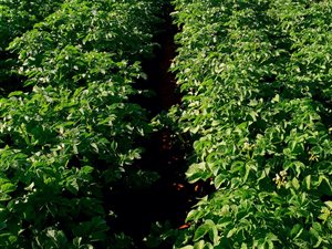 1131 ha Farm in Christiana