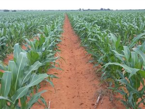 1131 ha Farm in Christiana