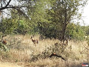 Farm in Dinokeng