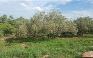 1170 m² Land available in Cashan