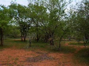 1650 m² Land available in Marloth Park