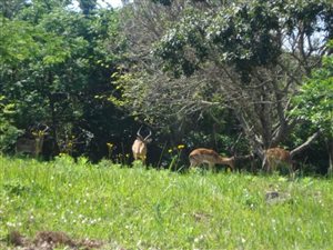 527 m² Land available in Pennington