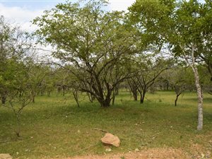 1650 m² Land available in Marloth Park