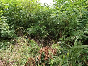 1362 m² Land available in Kelso