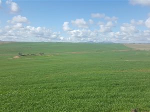 514 ha Farm in Moorreesburg