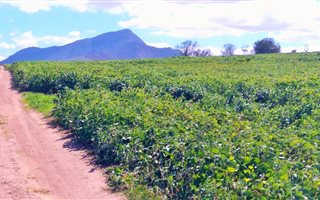 516 ha Farm in Mossel Bay