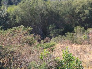 1150 m² Land available in Kaysers Beach