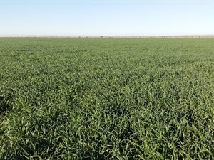 137 ha Farm in Hartswater