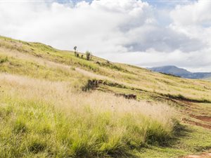1 ha Land available in Dullstroom