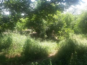 50 ha Farm in Cato Ridge