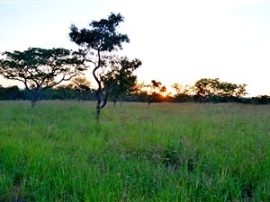 21.4 ha Farm in Vaalwater