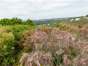 1386 m² Land available in Schoongezicht