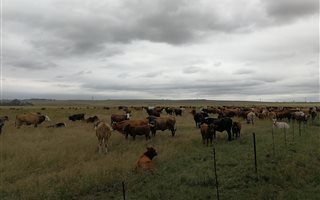 846 ha Farm in Bethlehem