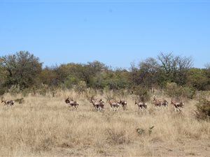 42 ha Farm in Boekenhoutskloof and surrounds