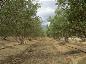 5 ha Farm in Northern Paarl