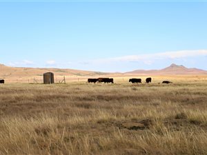 1215 ha Farm in Harrismith