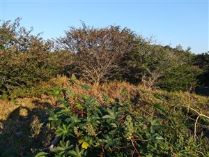 1100 m² Land available in Seaview