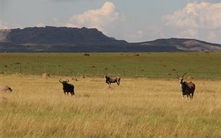 429 ha Farm in Rouxville