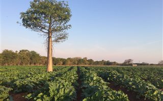 150.7 ha Farm in Musina