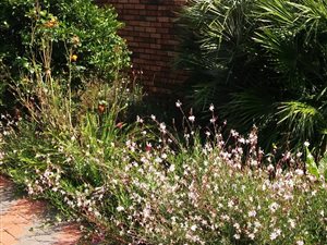 1 Bedroom Garden Cottage in Eldoraigne
