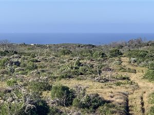 Game Farm in St Francis Bay