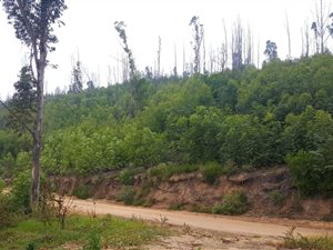 34.7 ha Land available in Knysna Central