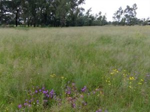 1980 m² Land available in Daleside