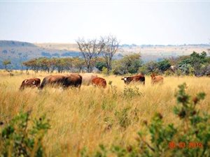 788 ha Farm in Zeerust