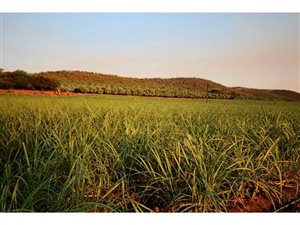 36.7 ha Farm in Komatipoort