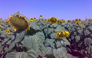 389 ha Farm in Roedtan