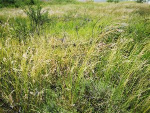 1000 m² Land available in Doringkruin