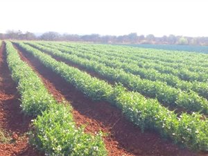 49 ha Farm in Hekpoort