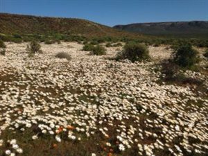 3239 ha Farm in Clanwilliam