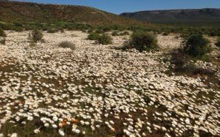 3239 ha Farm in Clanwilliam