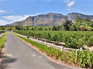3.6 ha Farm in Stellenbosch Agricultural