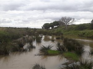 343 ha Farm in Jagersfontein