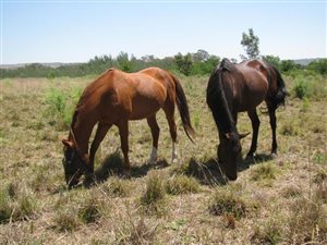 4 ha Land available in Mooiplaats AH