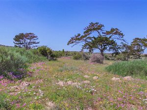 600 m² Land available in Langebaan
