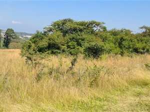 4.5 ha Land available in Rocky Drift