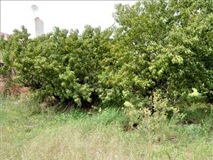 1 Bedroom Apartment in Trompsburg